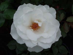 MARGARET MERRIL (floribunda)